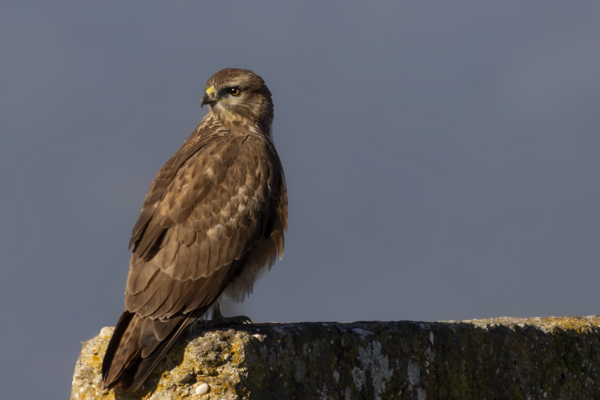 Common Buzzard